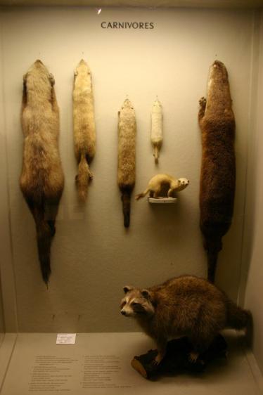 Carnivores