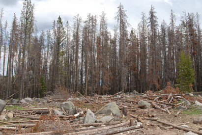 Photo By: Forest Service Northern Region